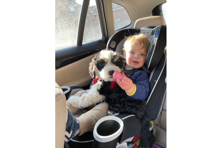 Energetic Mini Berniedoodle Poodle Mix Puppy