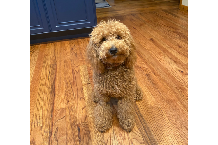 Fluffy Mini Goldendoodle Poodle Mix Pup