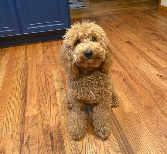 Playful Golden Retriever Poodle Mix Pup