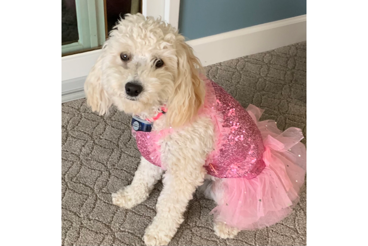 Petite Mini Goldendoodle Poodle Mix Pup