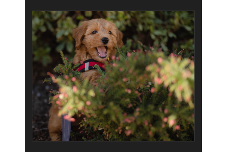 Best Mini Goldendoodle Baby