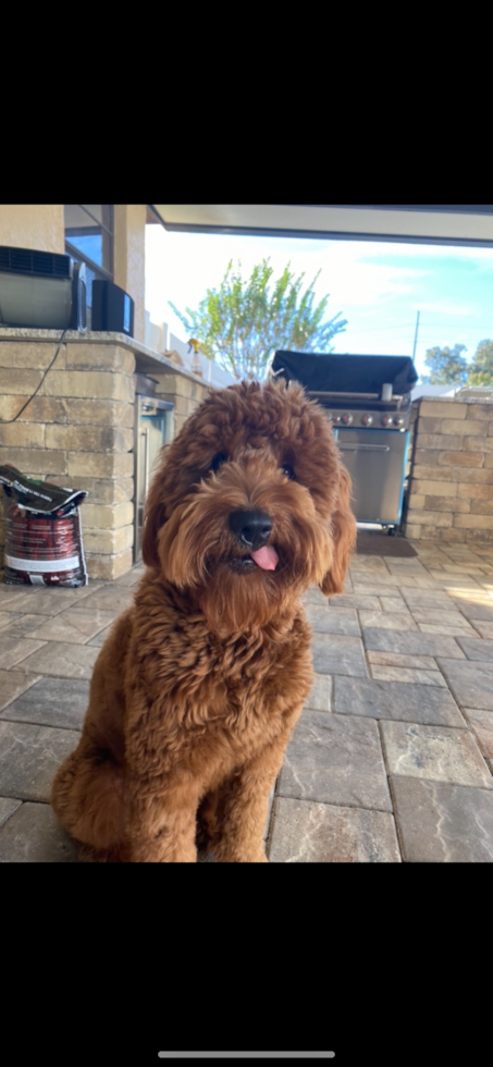 Sweet Mini Goldendoodle Pup