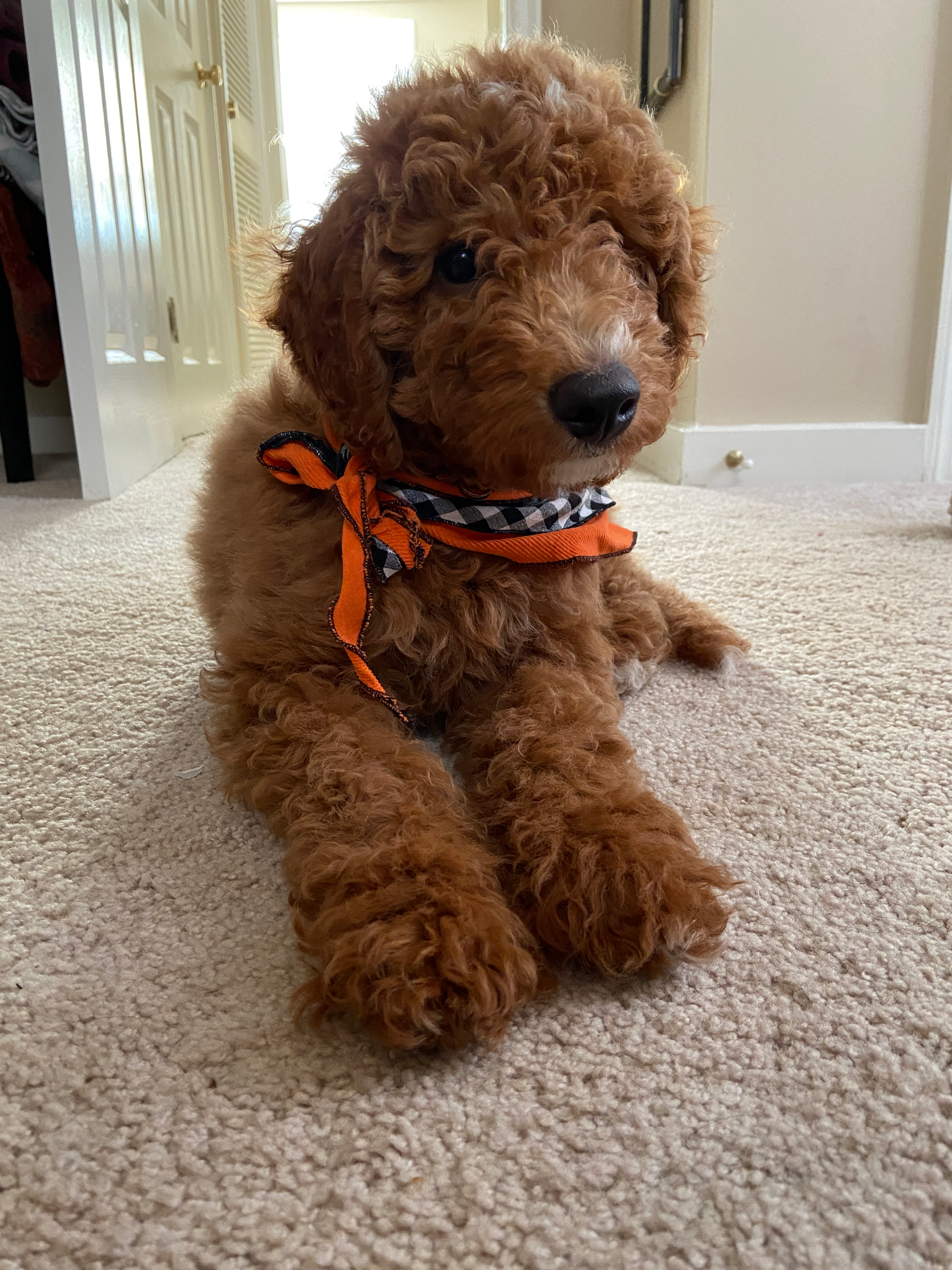 Mini Goldendoodle Puppy for Adoption