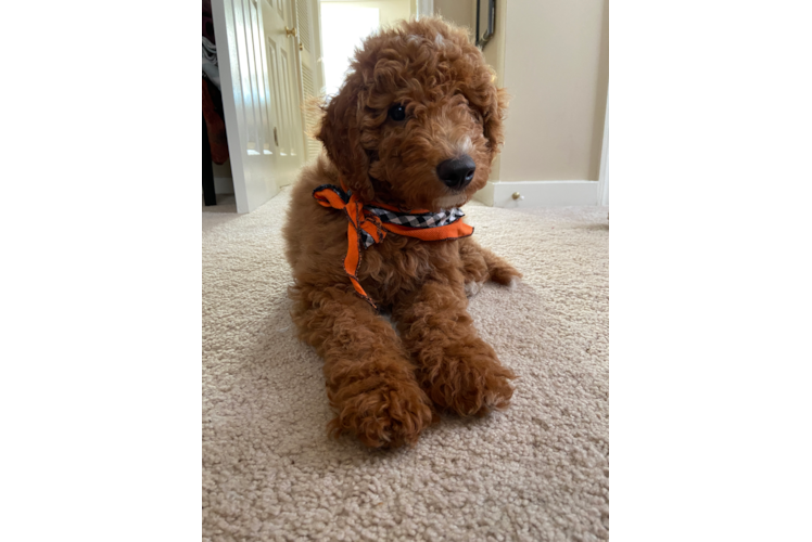 Mini Goldendoodle Puppy for Adoption