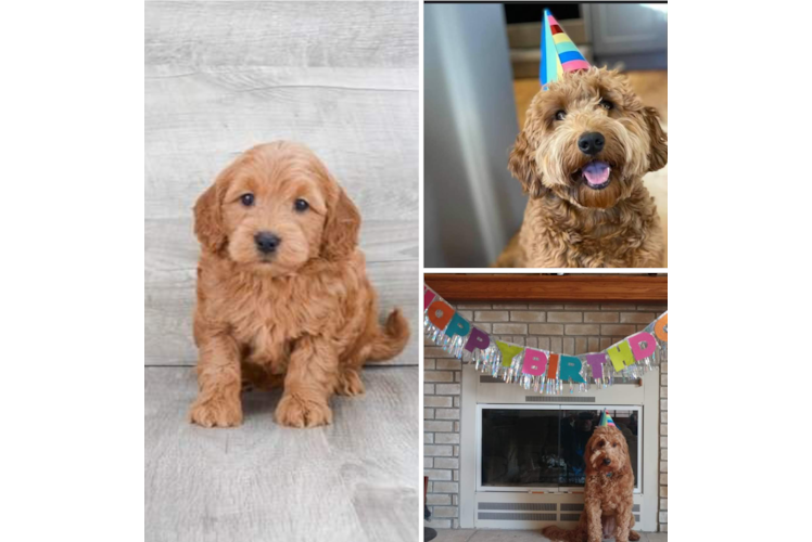 Energetic Golden Retriever Poodle Mix Puppy