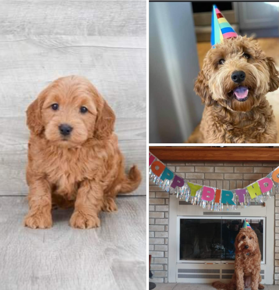 Popular Mini Goldendoodle Poodle Mix Pup