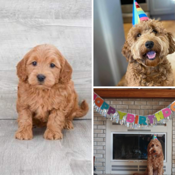 Popular Mini Goldendoodle Poodle Mix Pup