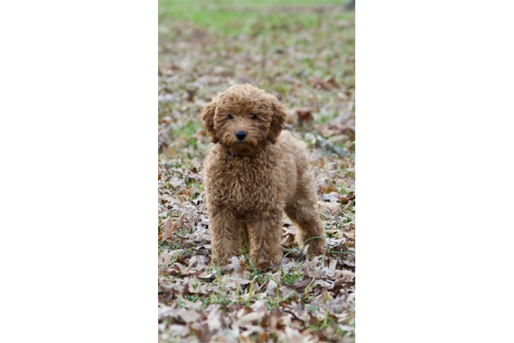 Friendly Mini Goldendoodle Baby