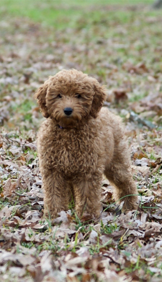 Mini Goldendoodle Being Cute