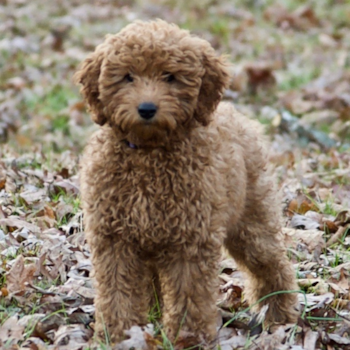 Mini Goldendoodle Being Cute