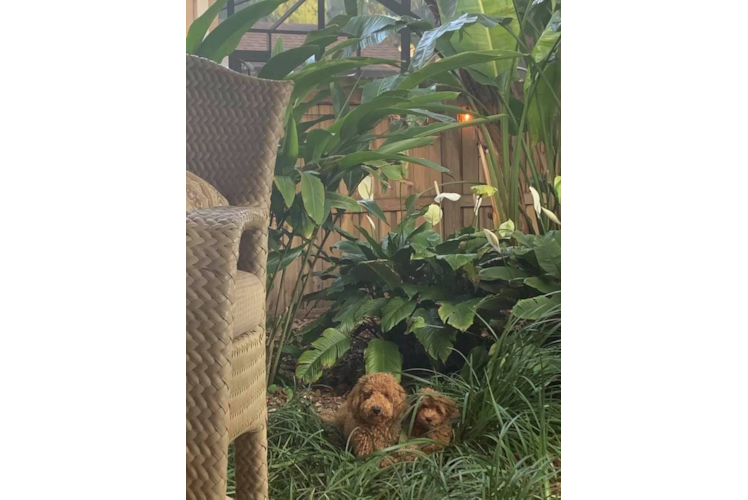 Energetic Golden Retriever Poodle Mix Puppy