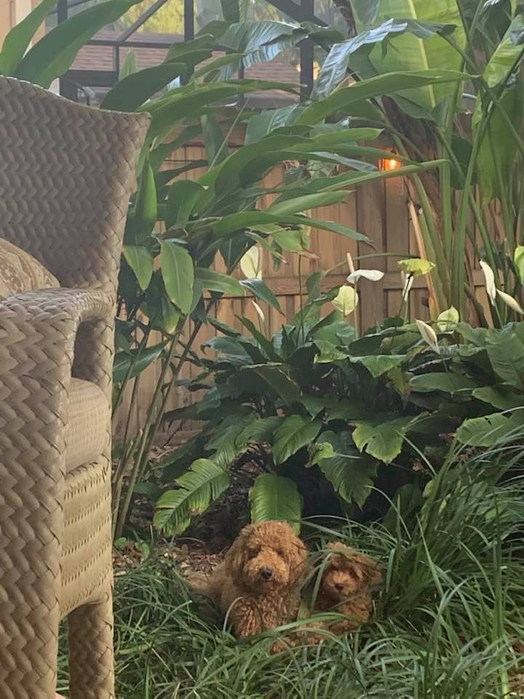 Playful Golden Retriever Poodle Mix Pup