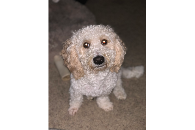 Happy Mini Goldendoodle Baby