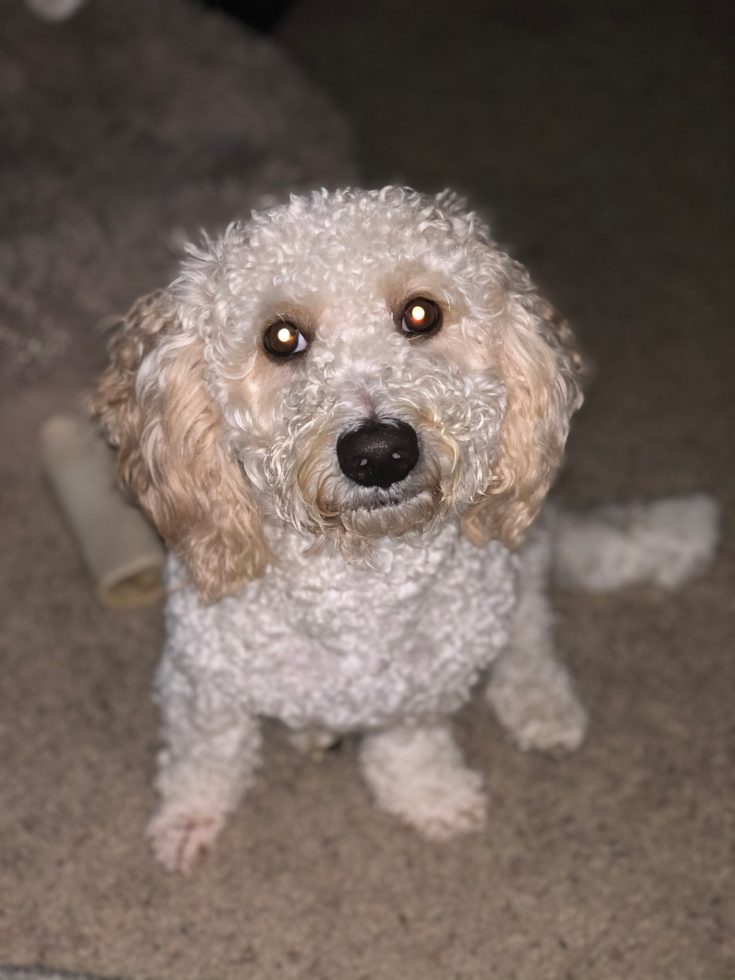 Mini Goldendoodle Being Cute