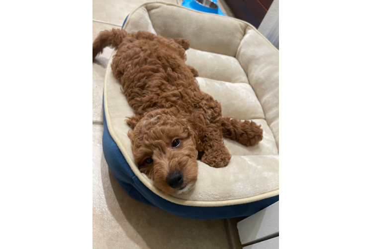 Popular Mini Goldendoodle Poodle Mix Pup