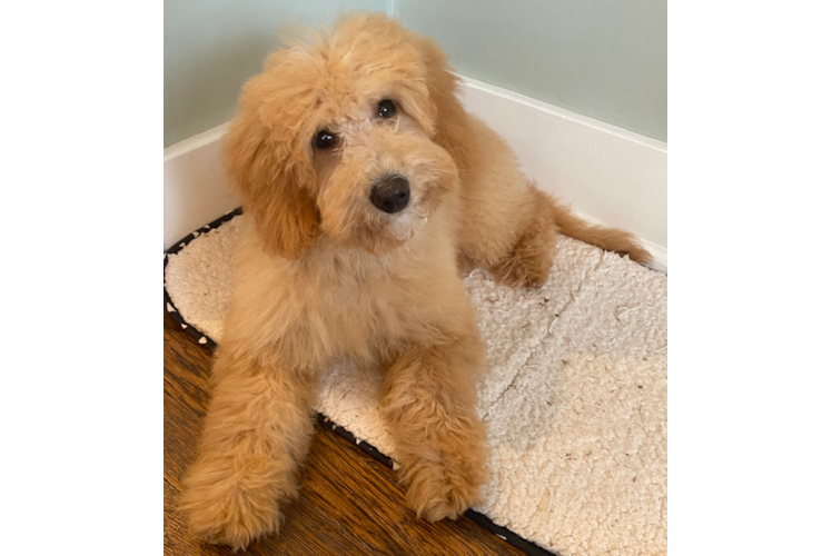 Small Mini Goldendoodle Baby