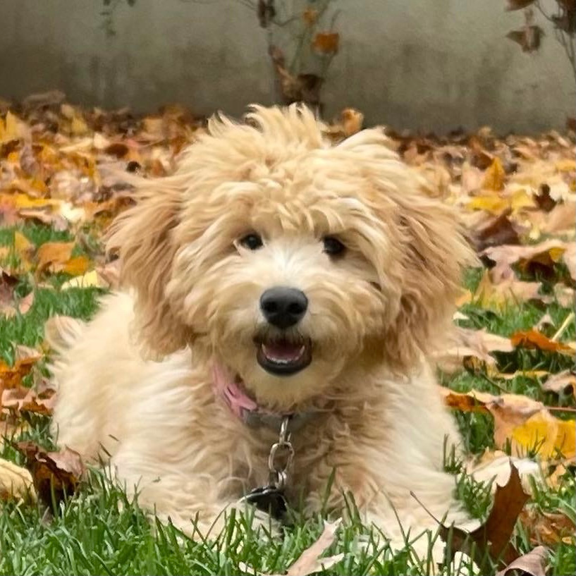 Sweet Mini Goldendoodle Baby