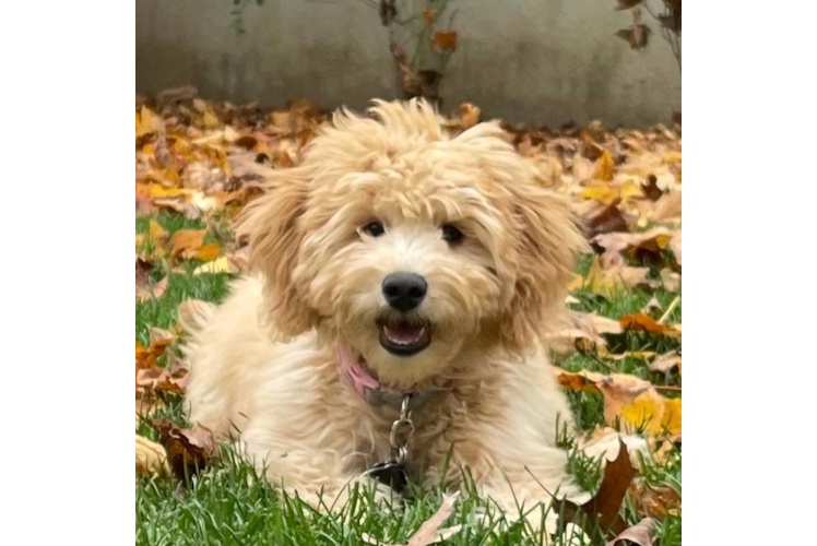 Sweet Mini Goldendoodle Baby