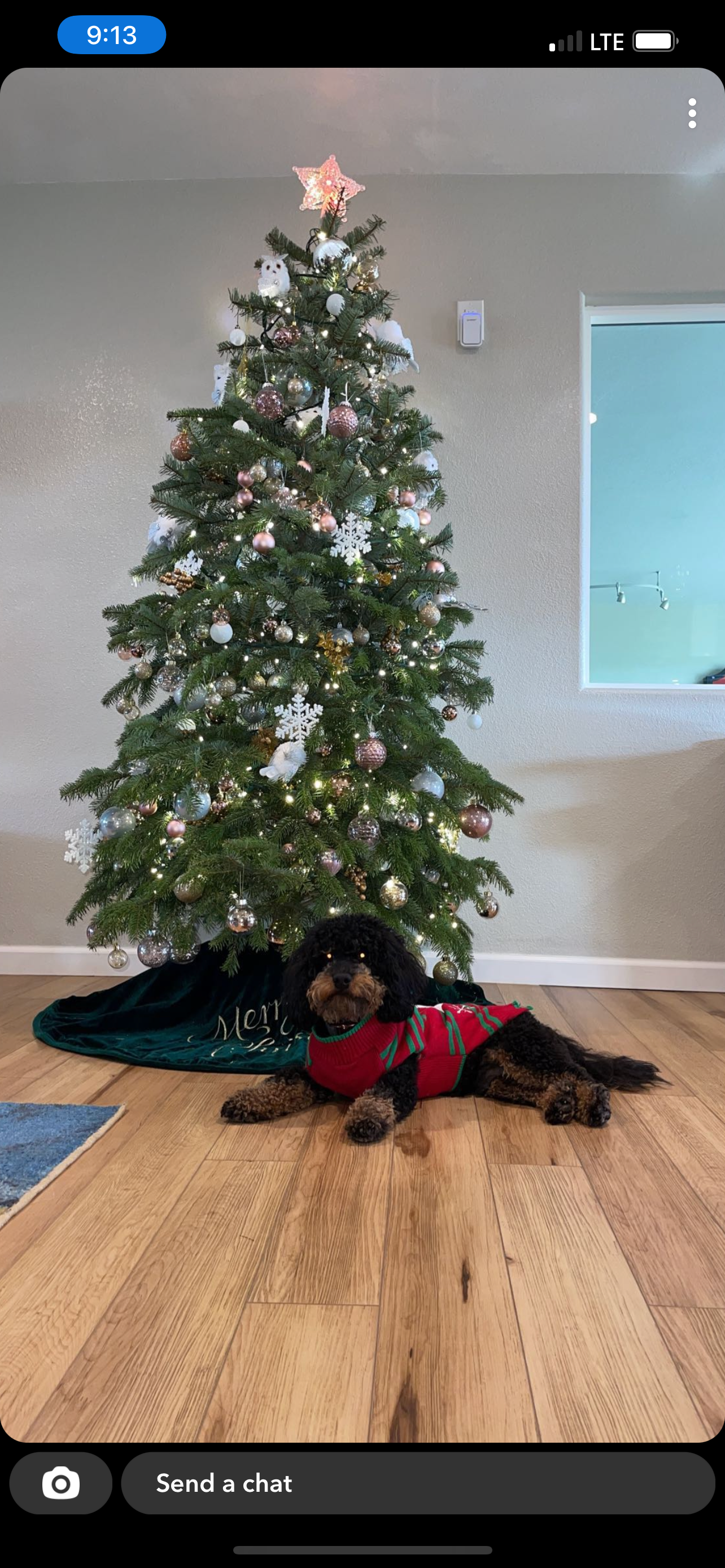 Mini Goldendoodle Pup Being Cute