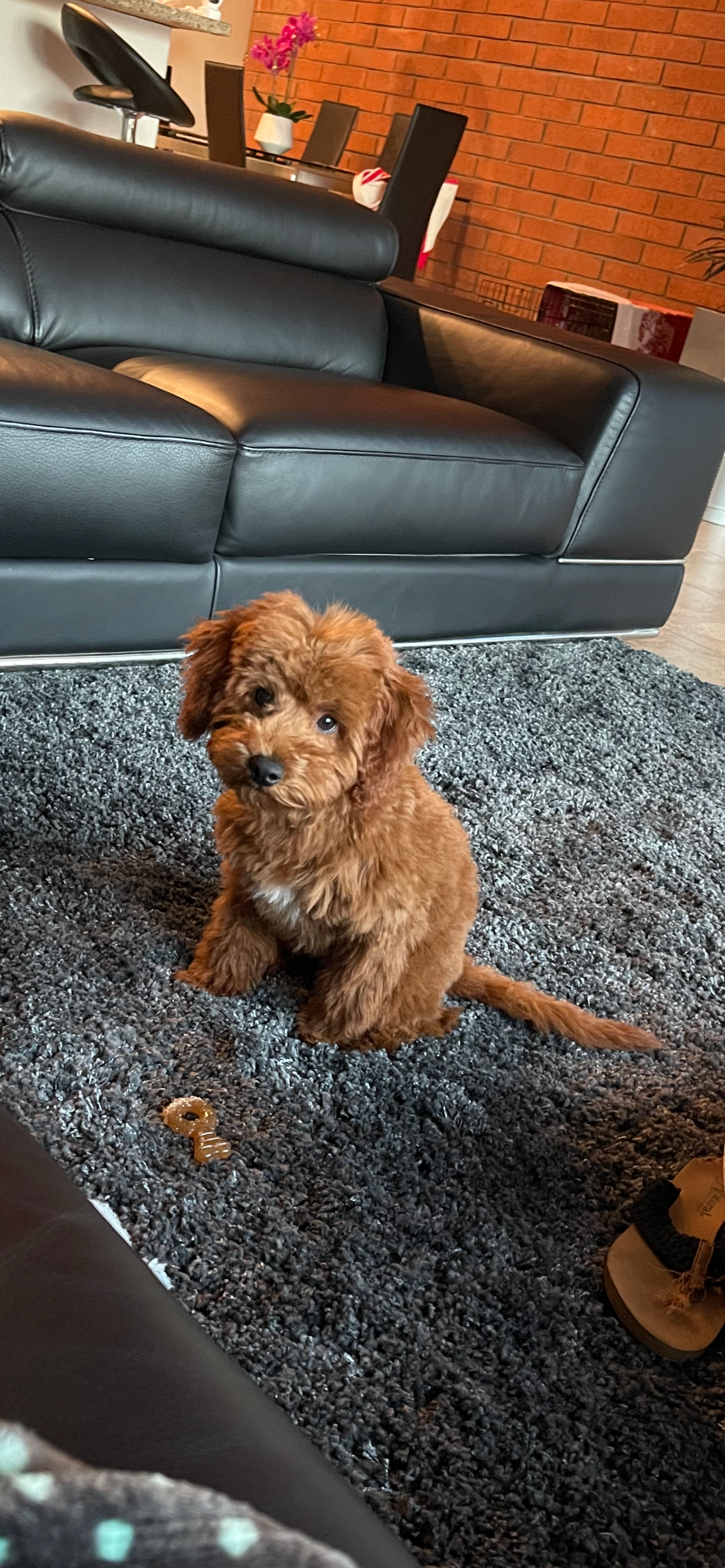 Happy Mini Goldendoodle Baby