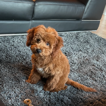 Funny Mini Goldendoodle Poodle Mix Pup