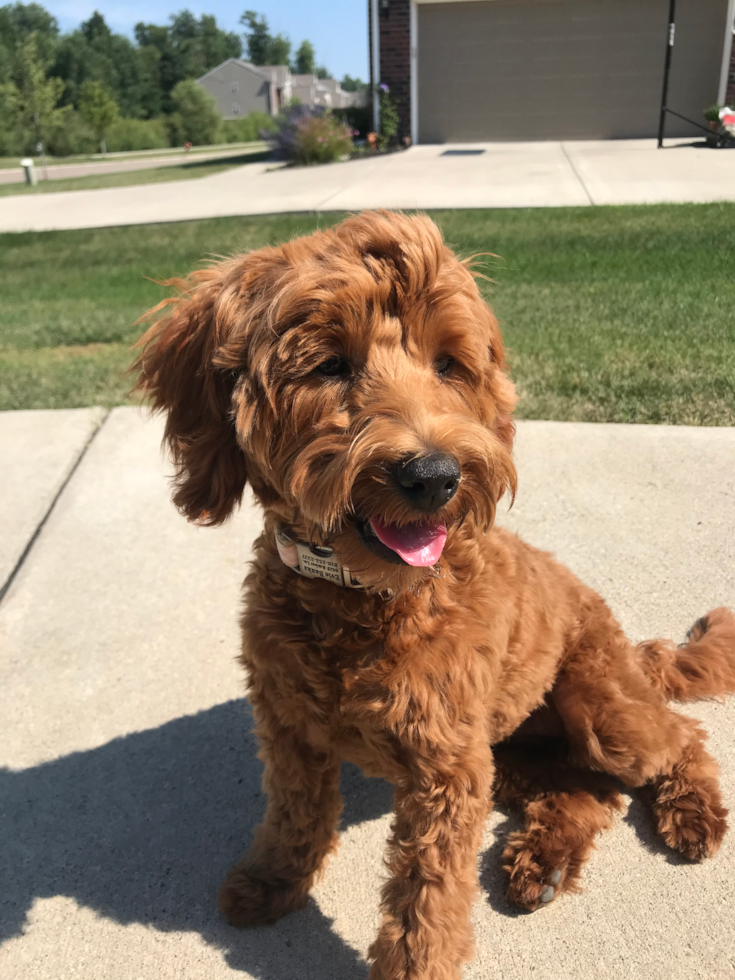 Adorable Golden Retriever Poodle Mix Pup