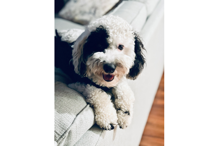 Fluffy Mini Goldendoodle Poodle Mix Pup