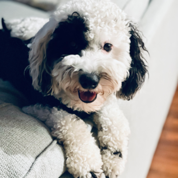 Mini Goldendoodle Being Cute