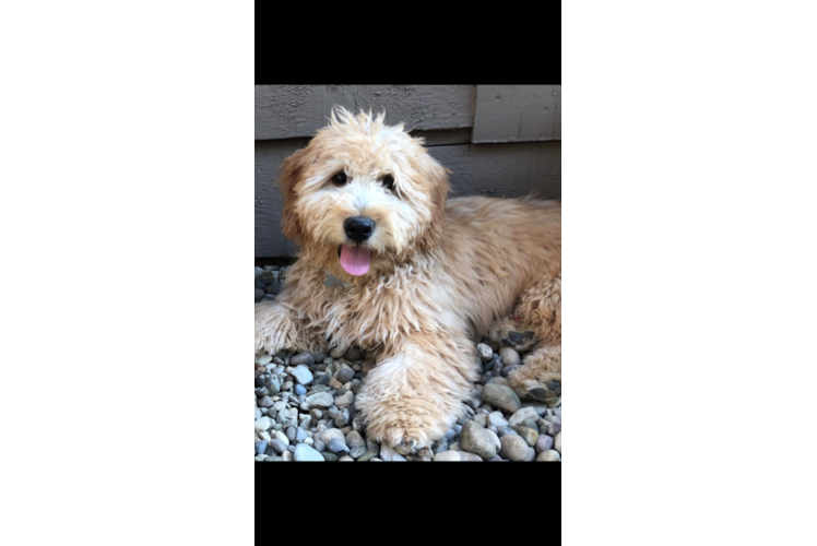 Mini Goldendoodle Puppy for Adoption