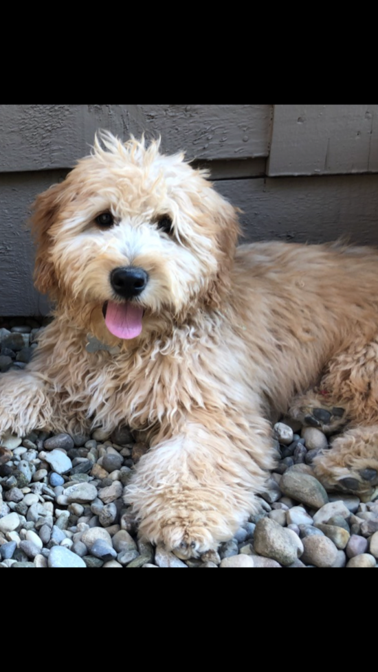 Mini Goldendoodle Being Cute