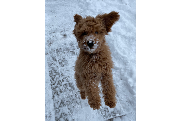 Funny Mini Goldendoodle Poodle Mix Pup