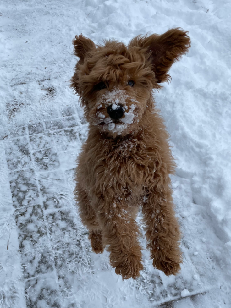 Friendly Mini Goldendoodle Pup