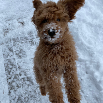 Friendly Mini Goldendoodle Pup