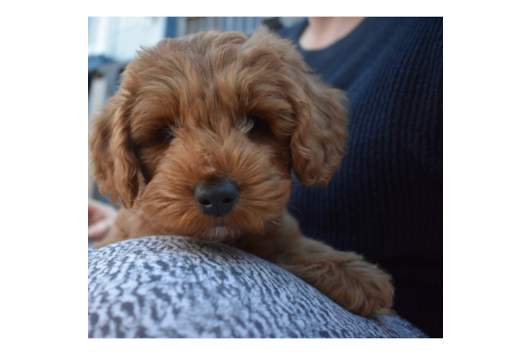 Mini Goldendoodle Puppy for Adoption