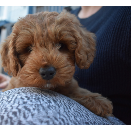 Playful Golden Retriever Poodle Mix Pup