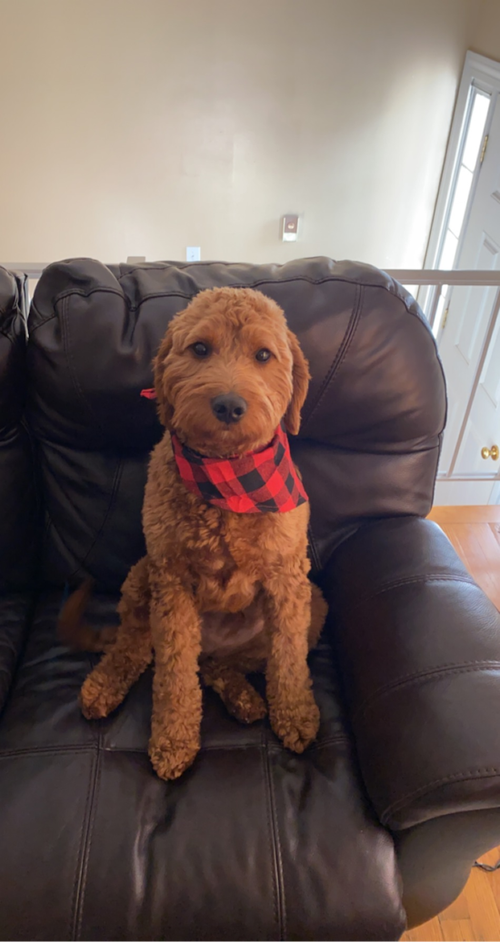 Cute Mini Goldendoodle Pup