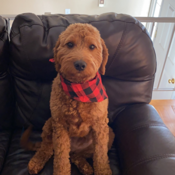 Cute Mini Goldendoodle Pup