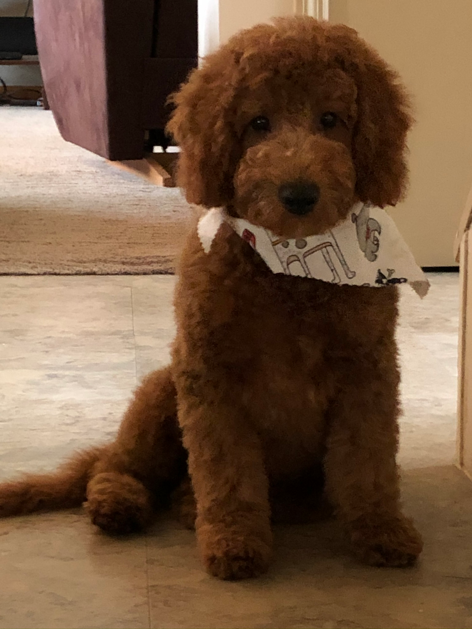 Mini Goldendoodle Pup Being Cute