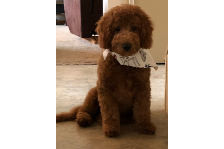 Mini Goldendoodle Pup Being Cute