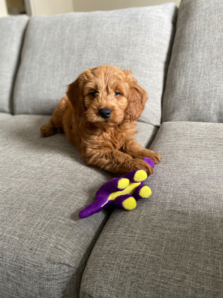 Smart Mini Goldendoodle Poodle Mix Pup