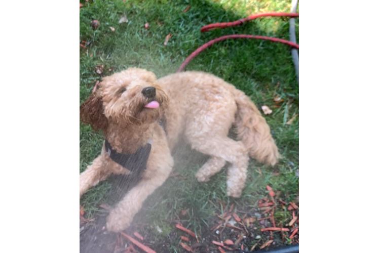 Best Mini Goldendoodle Baby