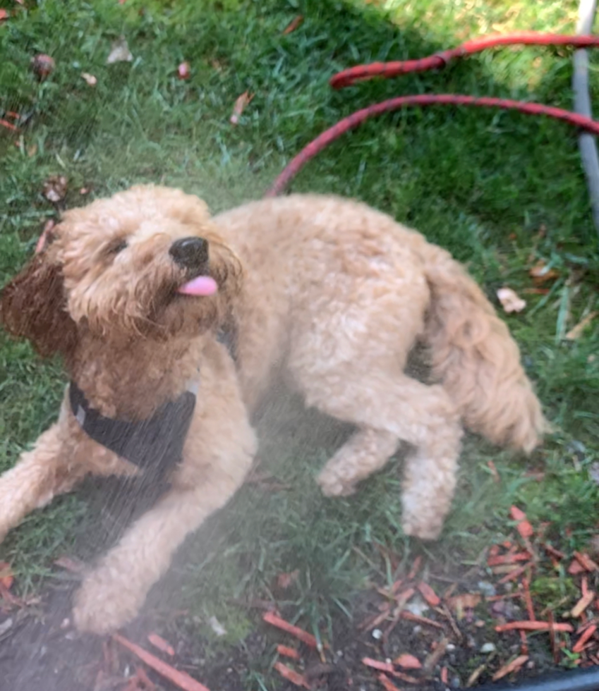 Grosse Ile Mini Goldendoodle Pup