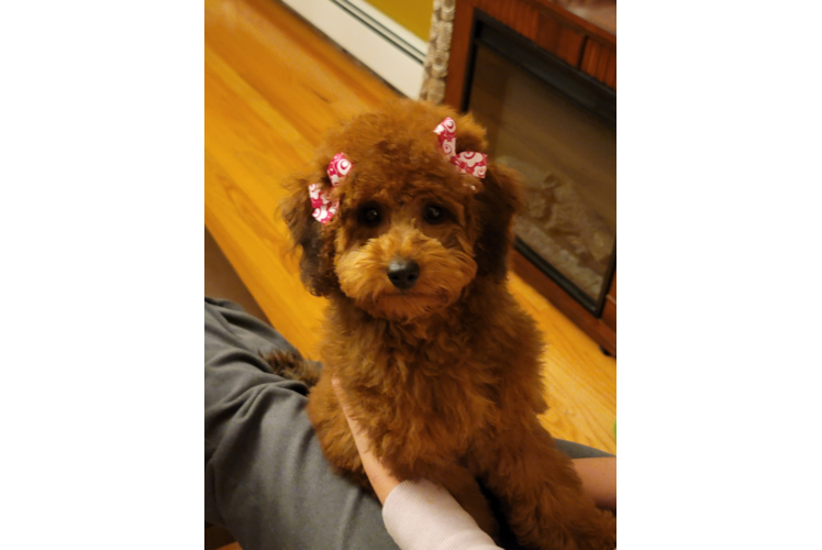 Friendly Mini Goldendoodle Baby