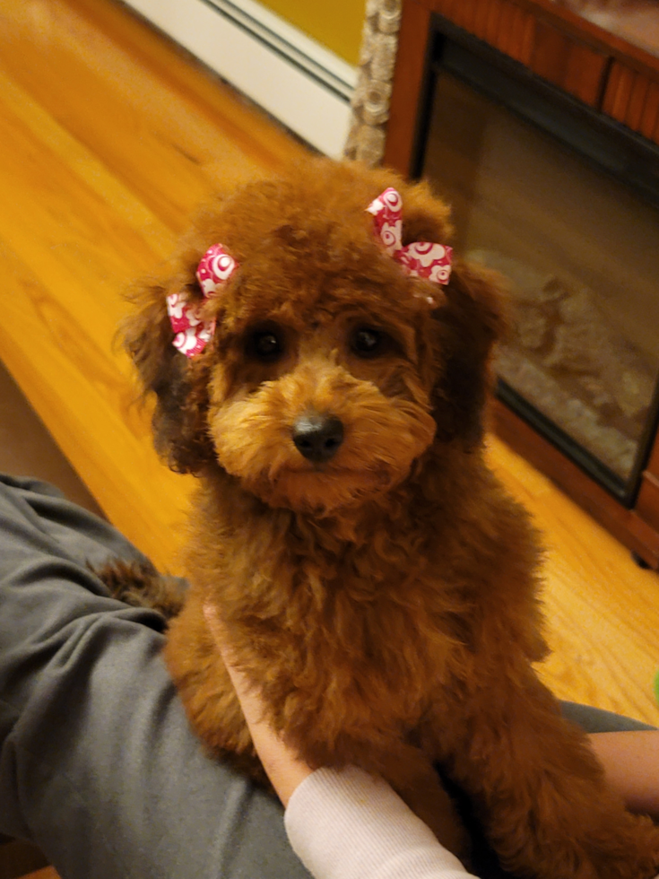 Funny Mini Goldendoodle Poodle Mix Pup