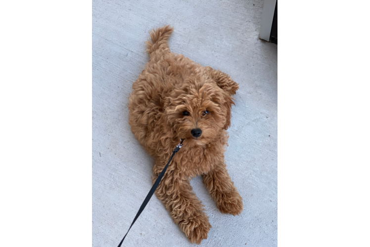 Sweet Mini Goldendoodle Baby