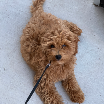 Hypoallergenic Golden Retriever Poodle Mix Pup