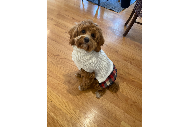 Fluffy Mini Goldendoodle Poodle Mix Pup