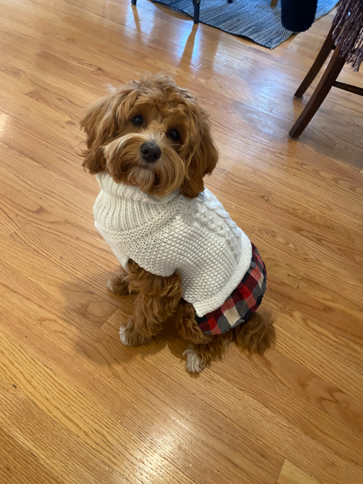 Funny Mini Goldendoodle Poodle Mix Pup