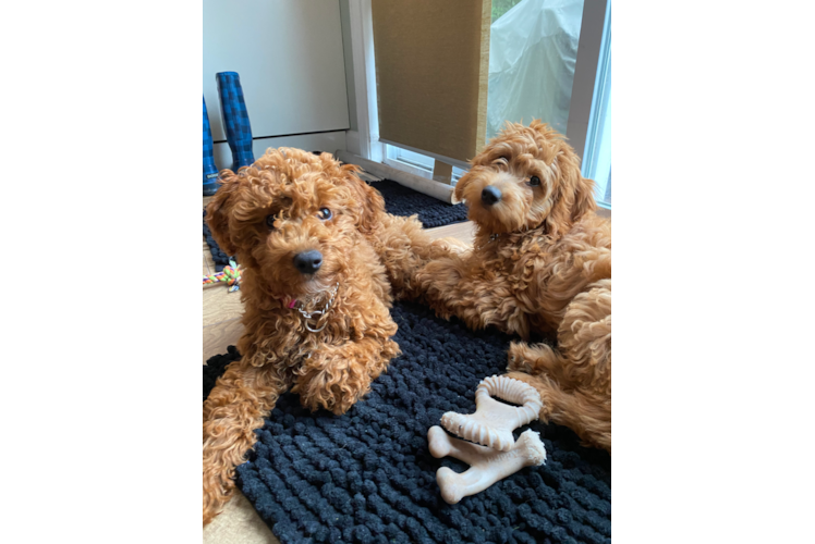 Adorable Golden Retriever Poodle Mix Puppy