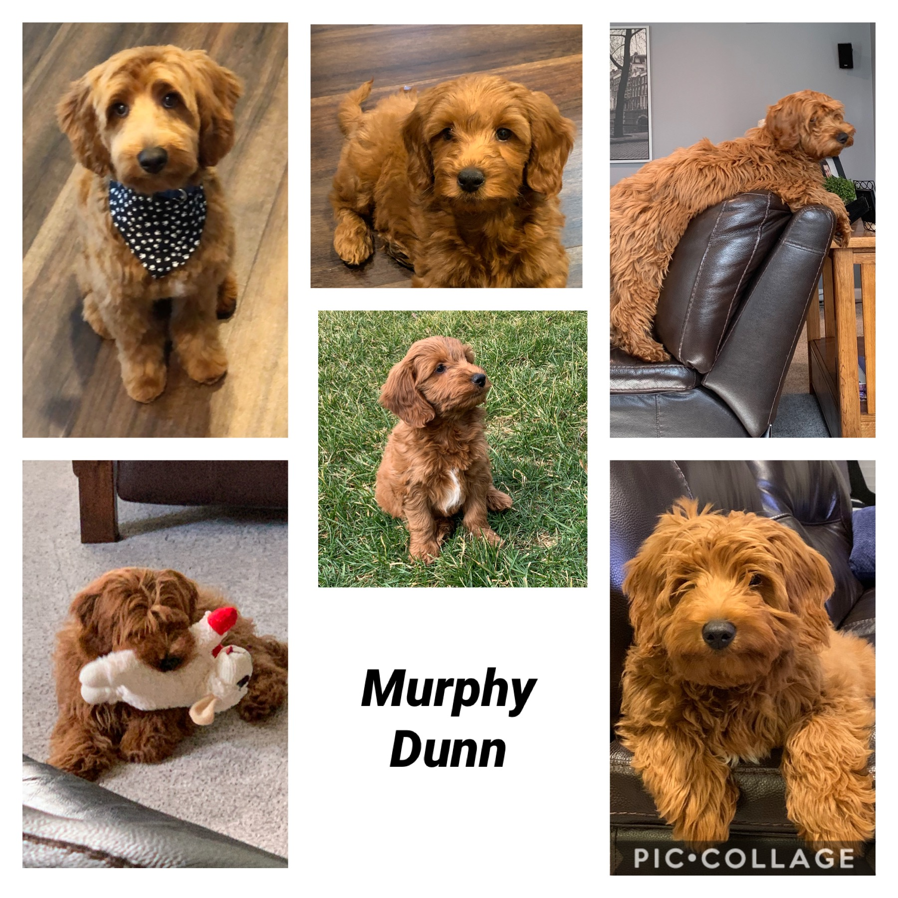 Best Mini Goldendoodle Baby